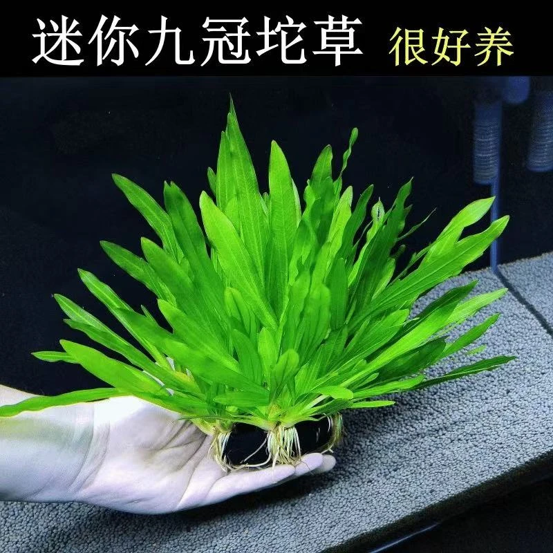 皮实飘逸水草   迷你九冠