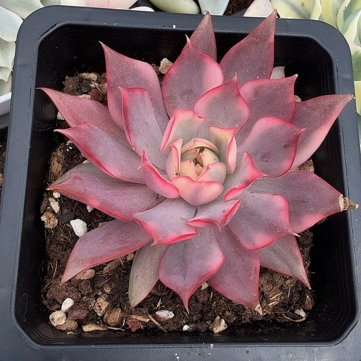 悠红锦宝莲灯锦腹轮锦