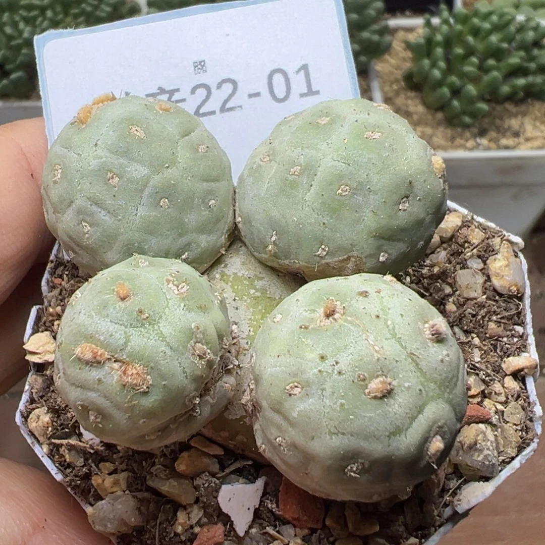 22-01肉锥多肉植物