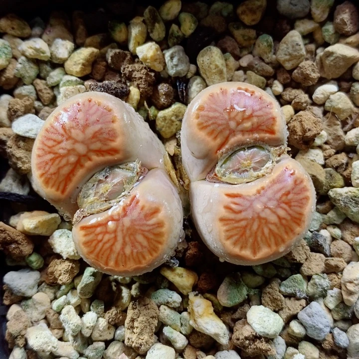 生石花花红红火火618