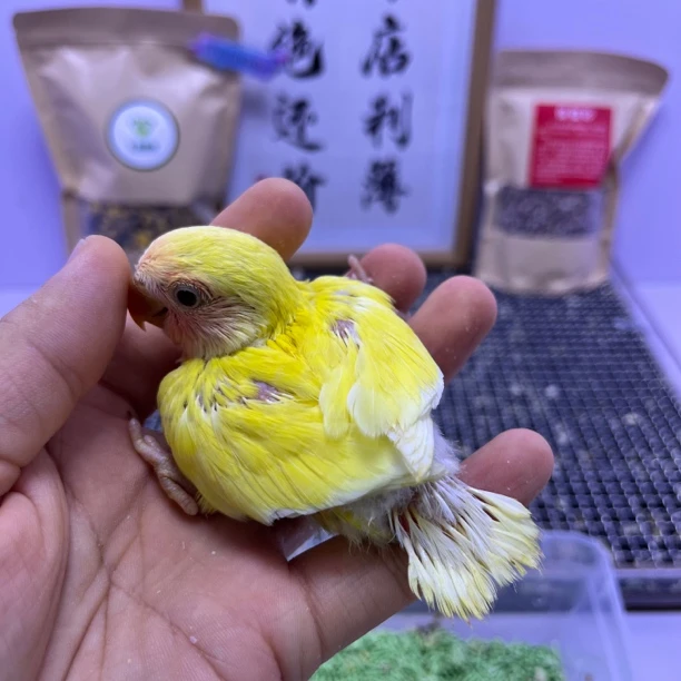 牡丹鹦鹉-黄桃公F60796