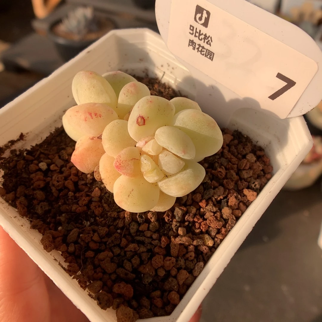 7双头黄透冰玉石化多肉