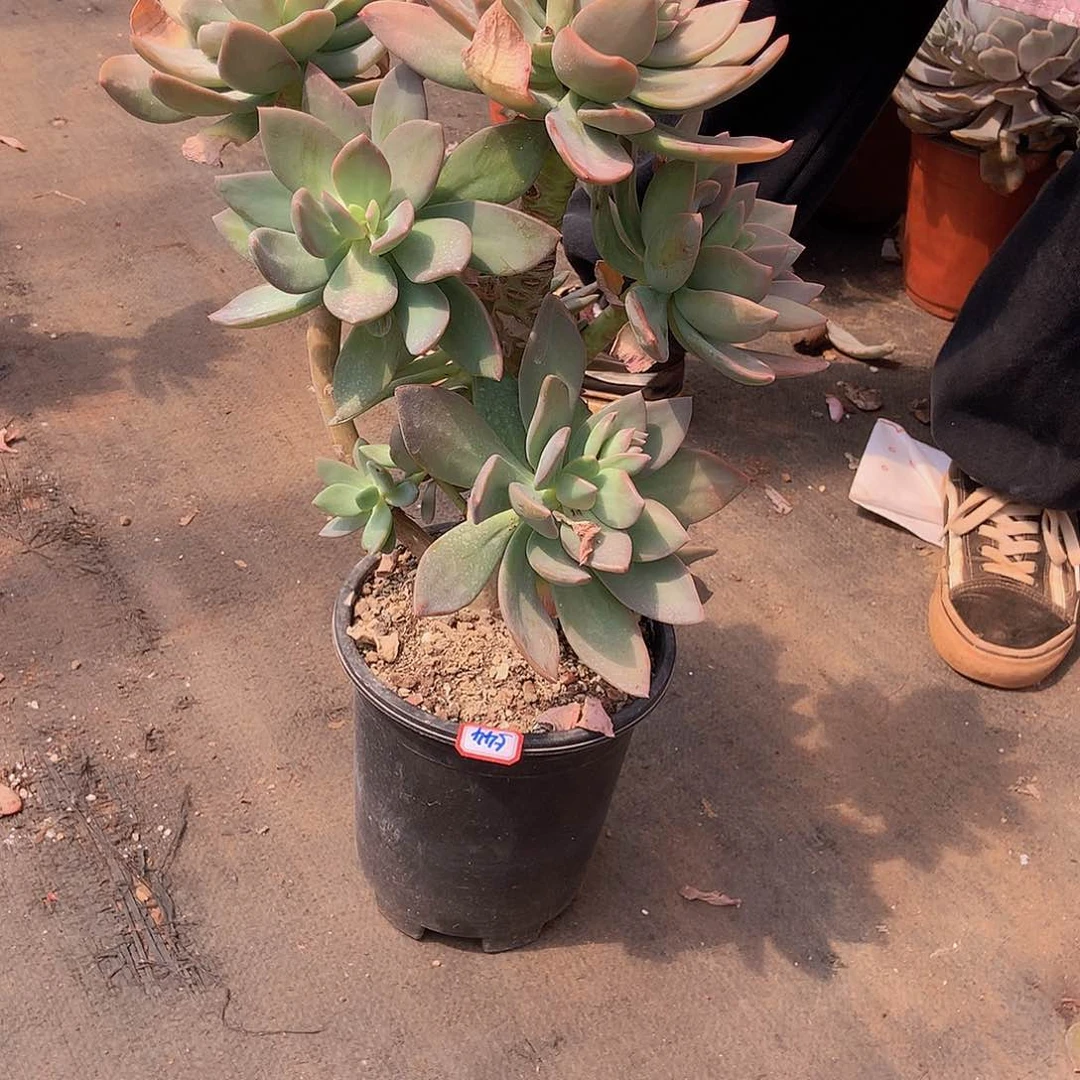 翔*一物一拍多肉家里芒果美人544