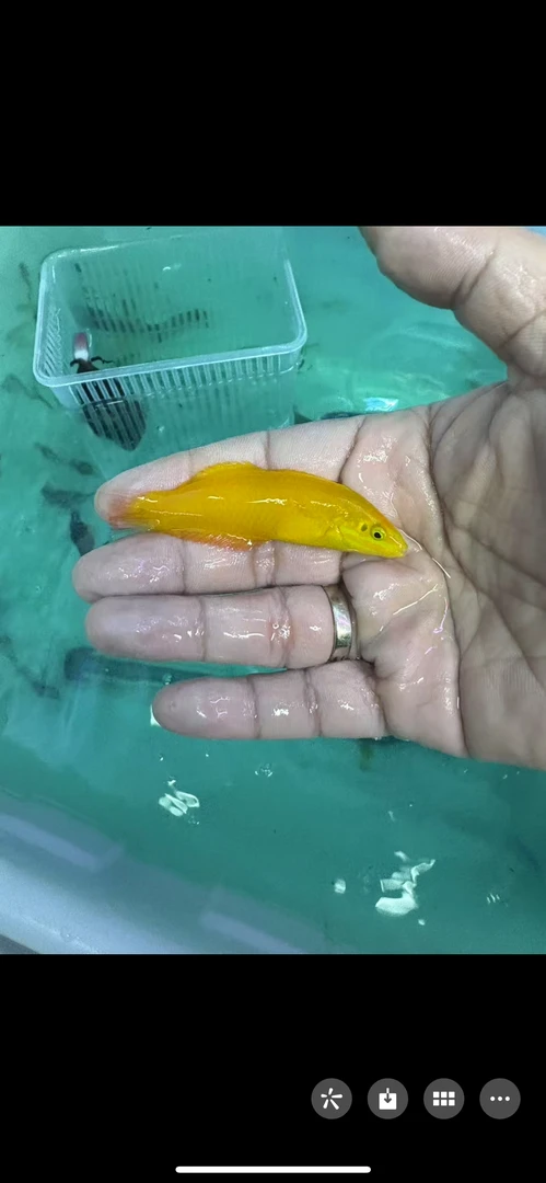 海水鱼黄色龙15包装运费到付