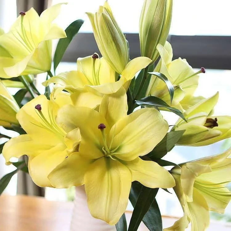 云南直发黄天霸香水百合浓香鲜花水养插花包邮大花苞持久花期