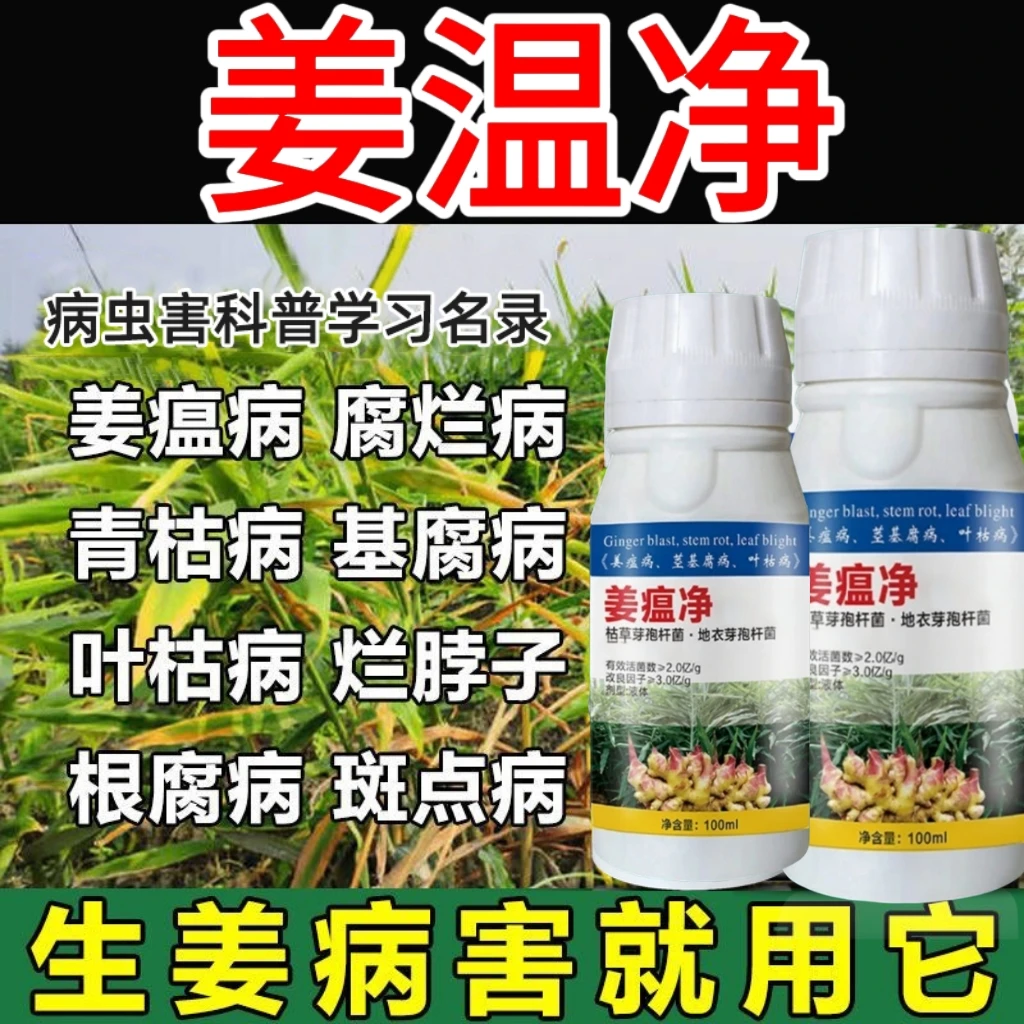 姜瘟净姜温净干尖黄叶生姜大姜烂脖子姜瘟净大姜病菌清微生物菌剂