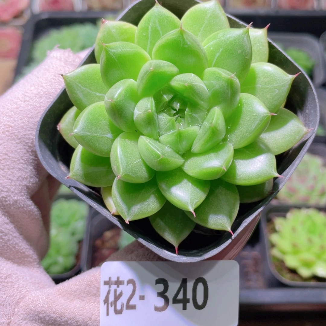 花利美2-340麦秆单头