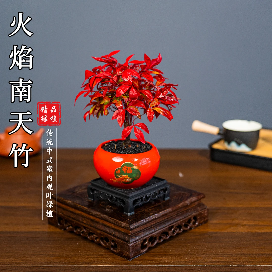 火焰南天竹室内好养老桩盆景盆栽绿植花卉客厅茶几美观