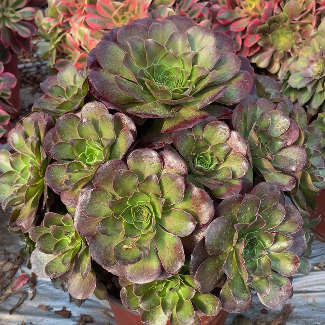 657大大魅金玫瑰精品法师老桩