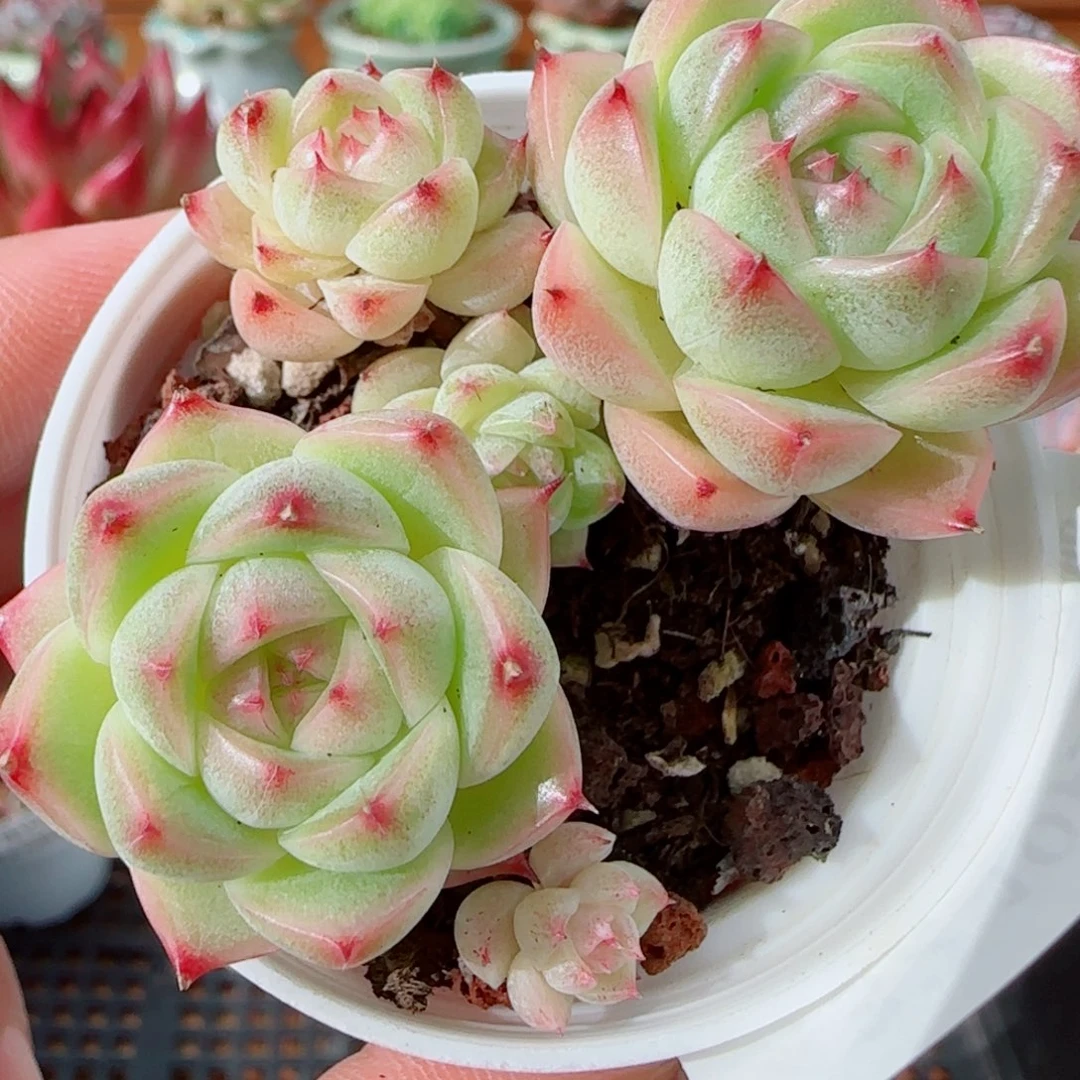 花语逸镜1010-432包子