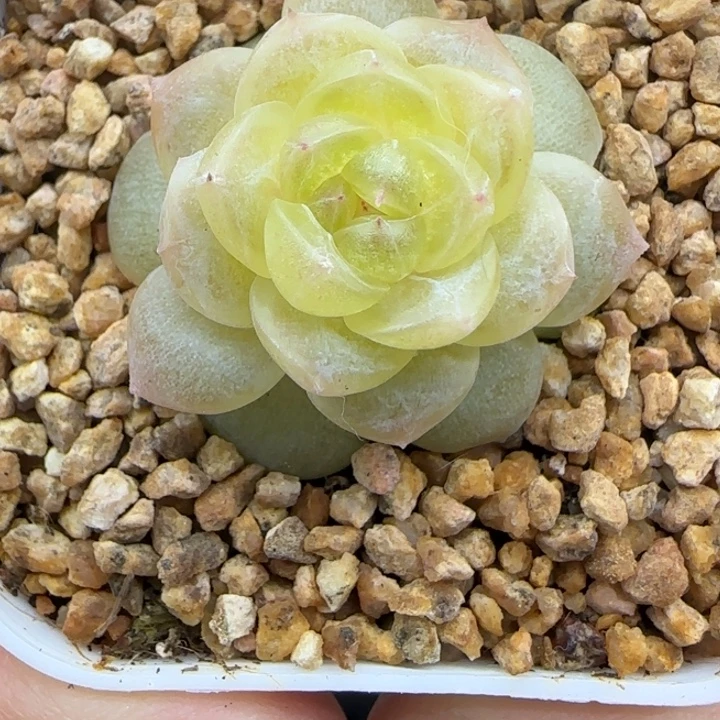 313号白冰晗雨多肉