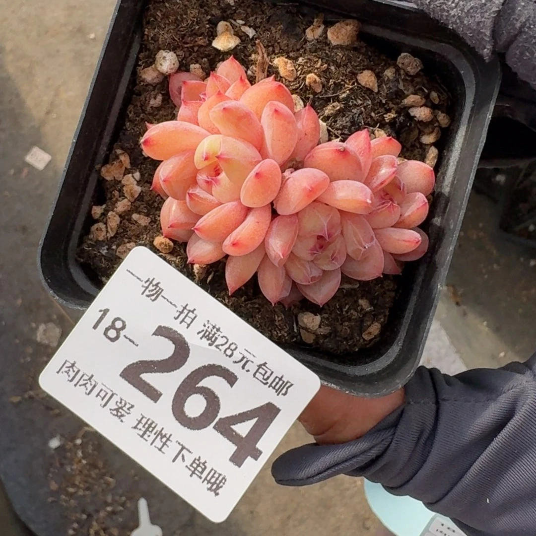 糖爪无盆土发货无盆