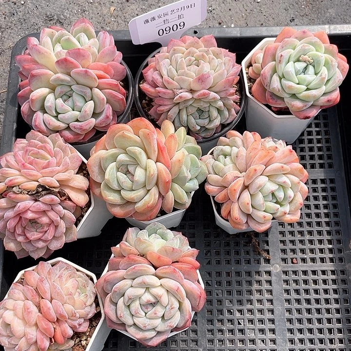 薇薇安园艺多肉0909