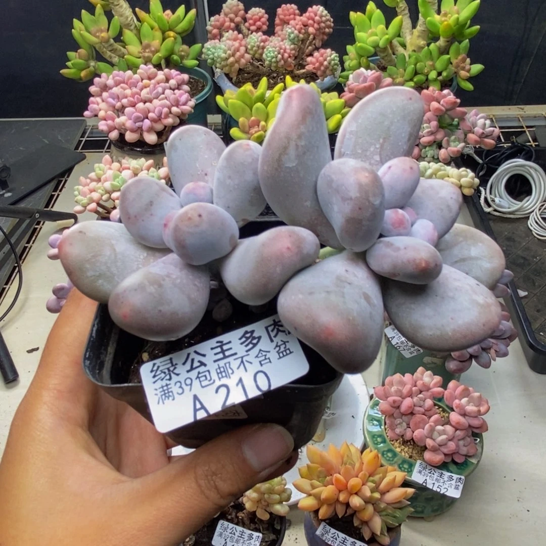 210米可奶多肉7c m