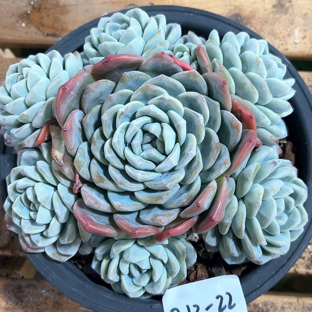 213-22冰玉多头多肉