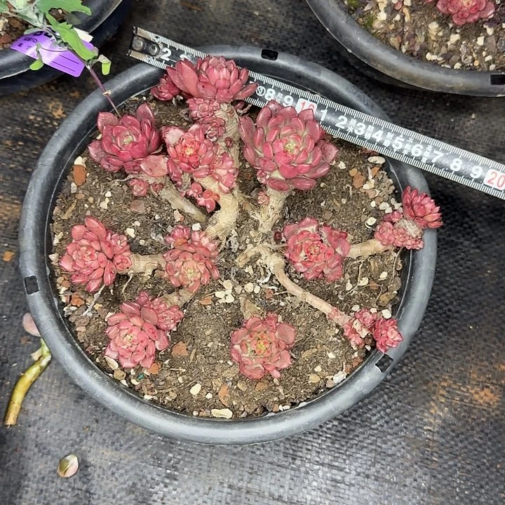 心***语多肉植物一物一拍红宝石425