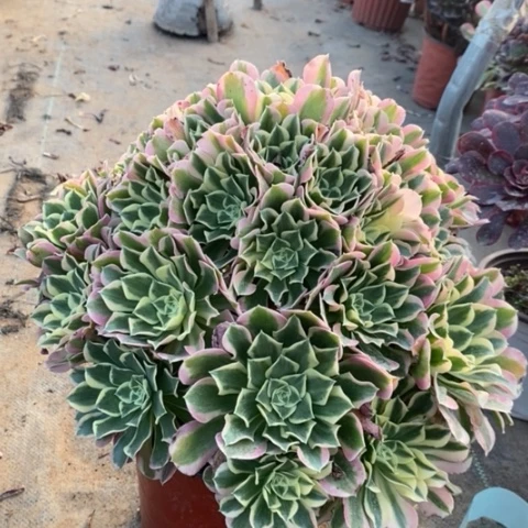 白凤多肉植物066