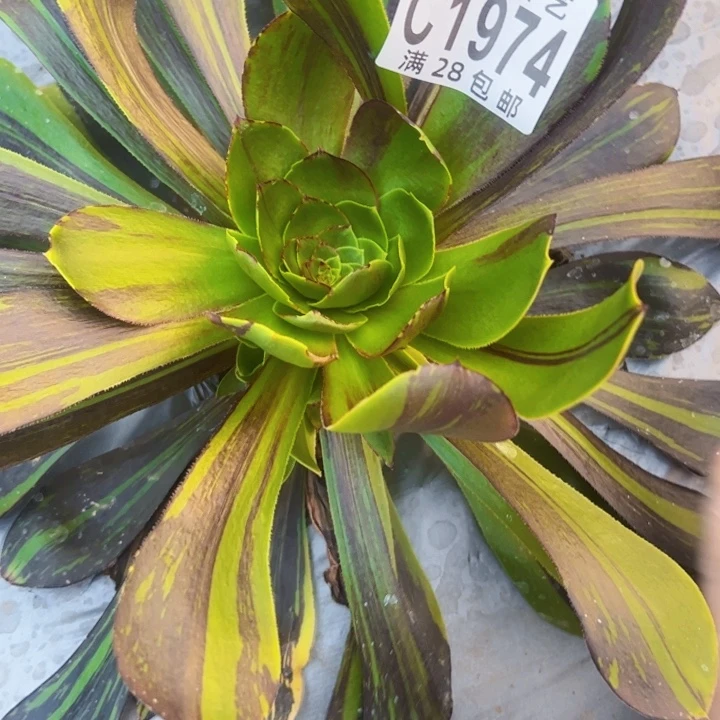 1974多肉植物法师多肉