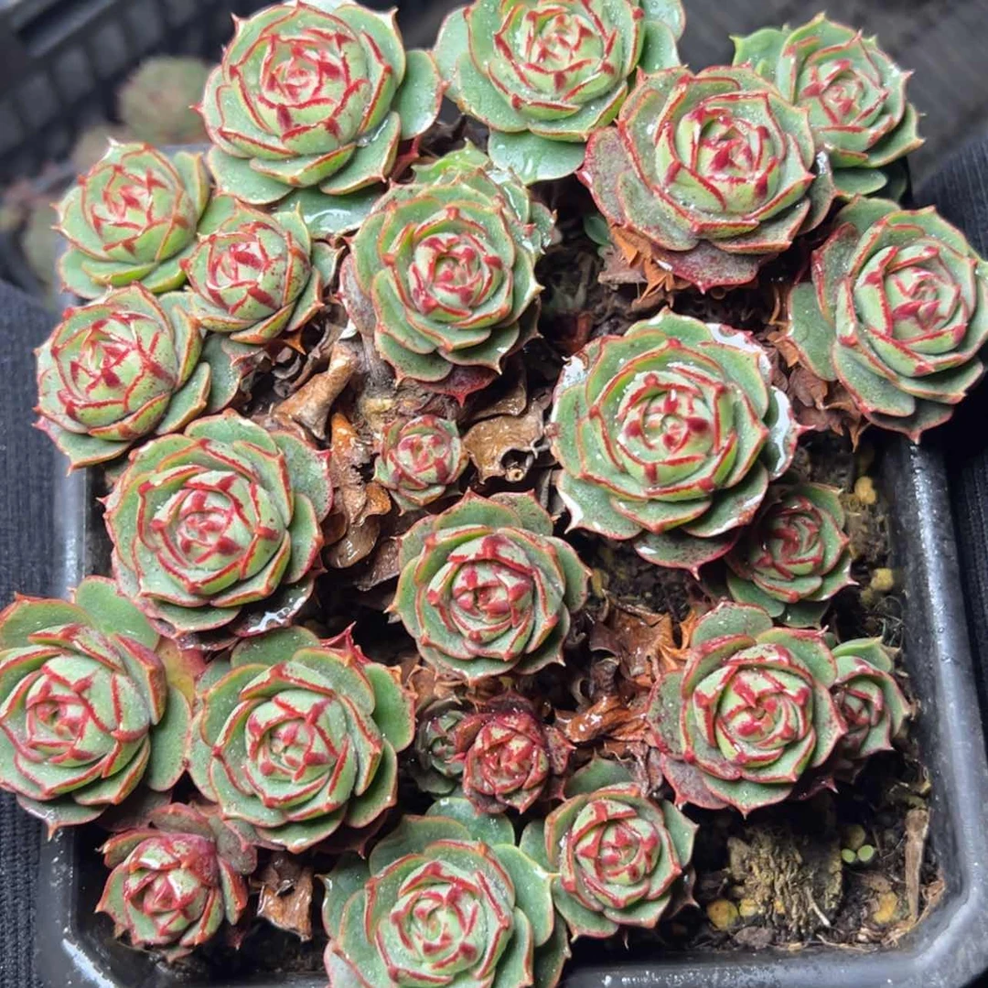 【闪购商品】园叶罗西玛多肉29.8