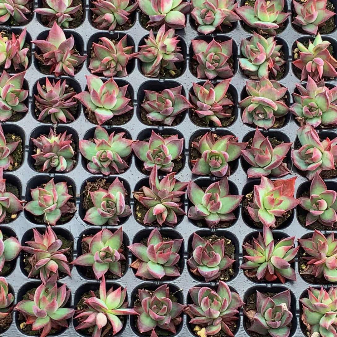 惊鸿。5颗。送1颗。包邮