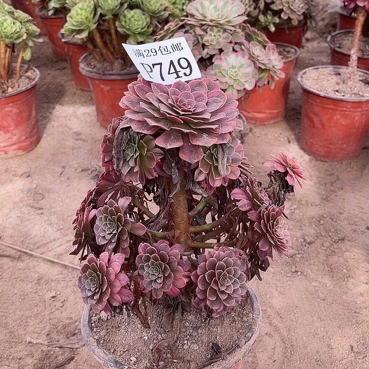 749黑铜白多肉植物