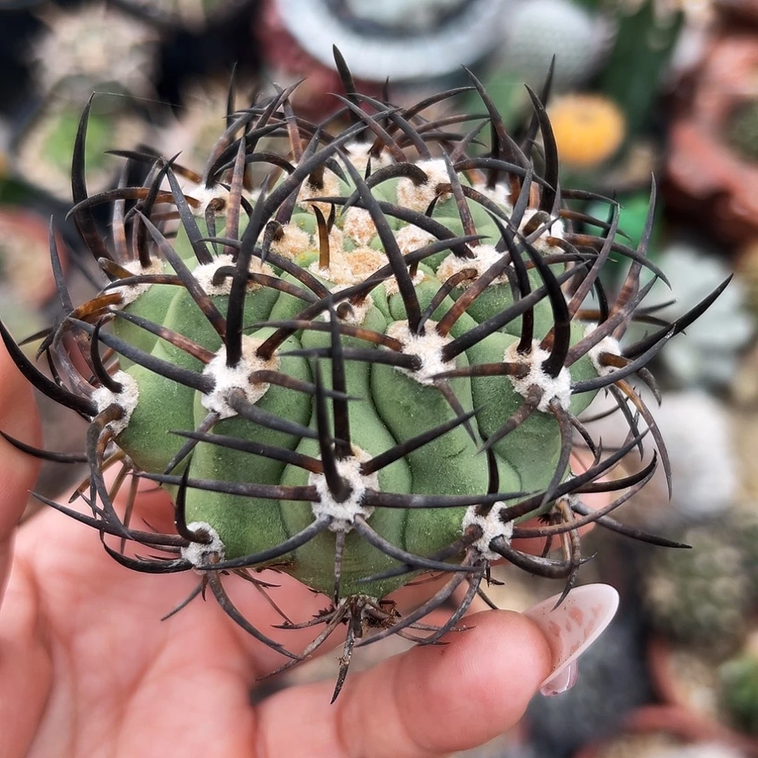 黑曜仙人球666666666