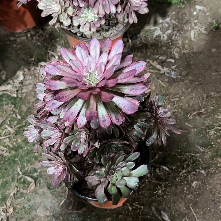 龙**翼多肉植物法师紫霞仙子80