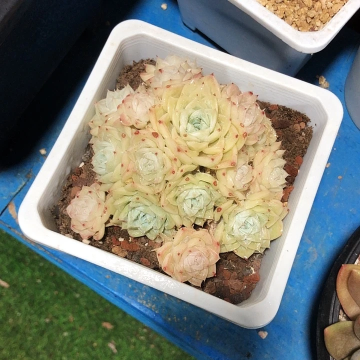 白天鹅群多肉植物