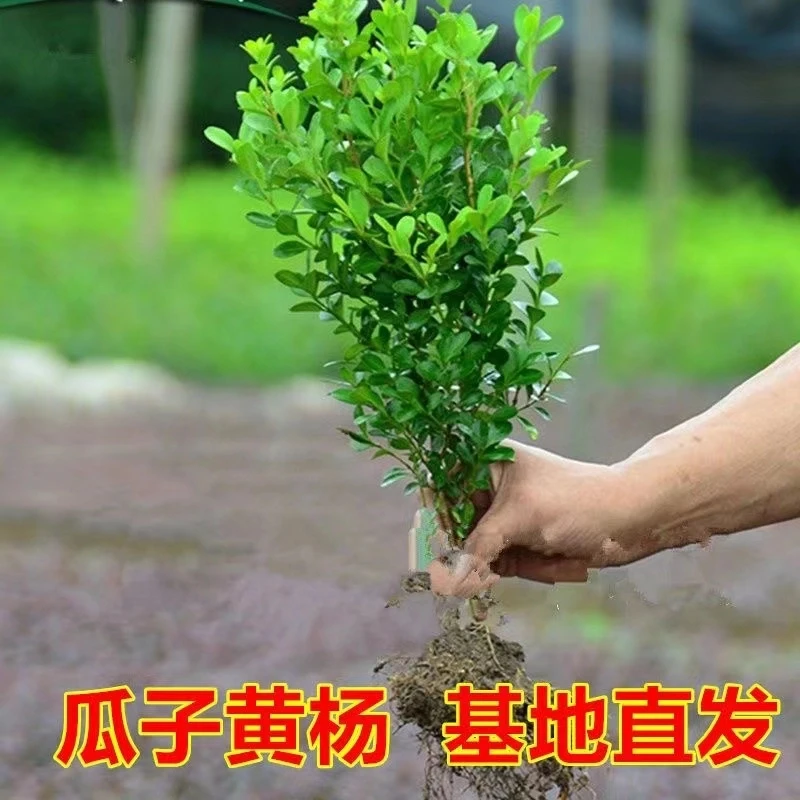 黄杨小树苗小叶苗庭院工程绿化绿植物四季常青冬青花卉市场花大全