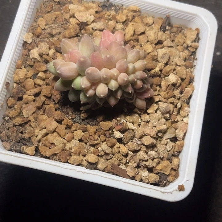 甜***柚多肉植物伊卡洛斯