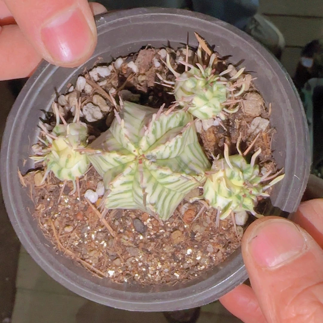 ****鱼块根植物块根植物