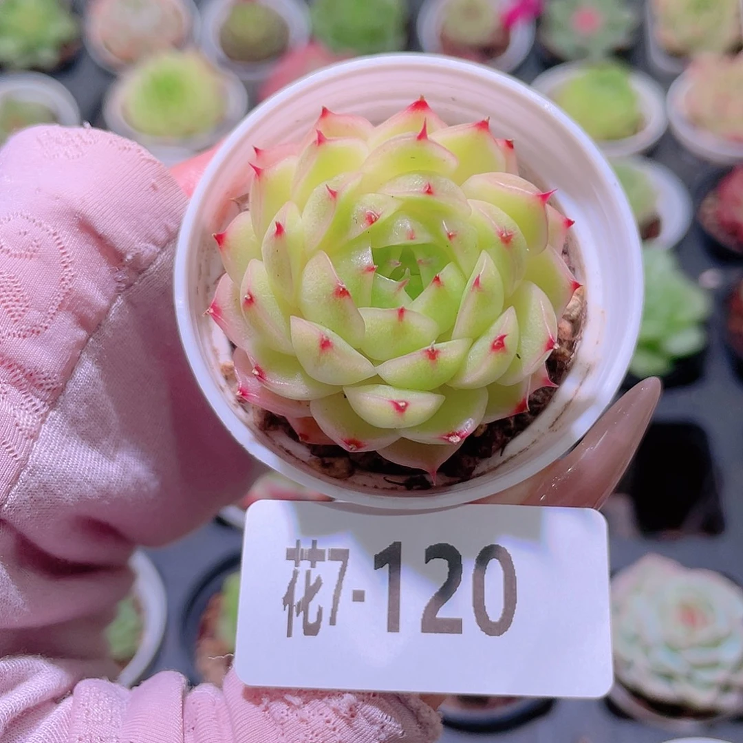 花利美 7-120麦秆单头