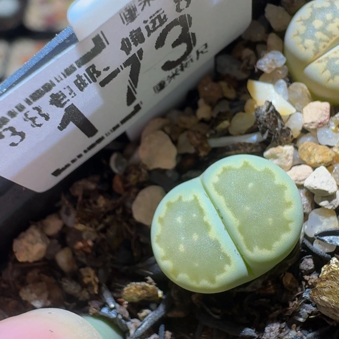 Ssss精品生石花173
