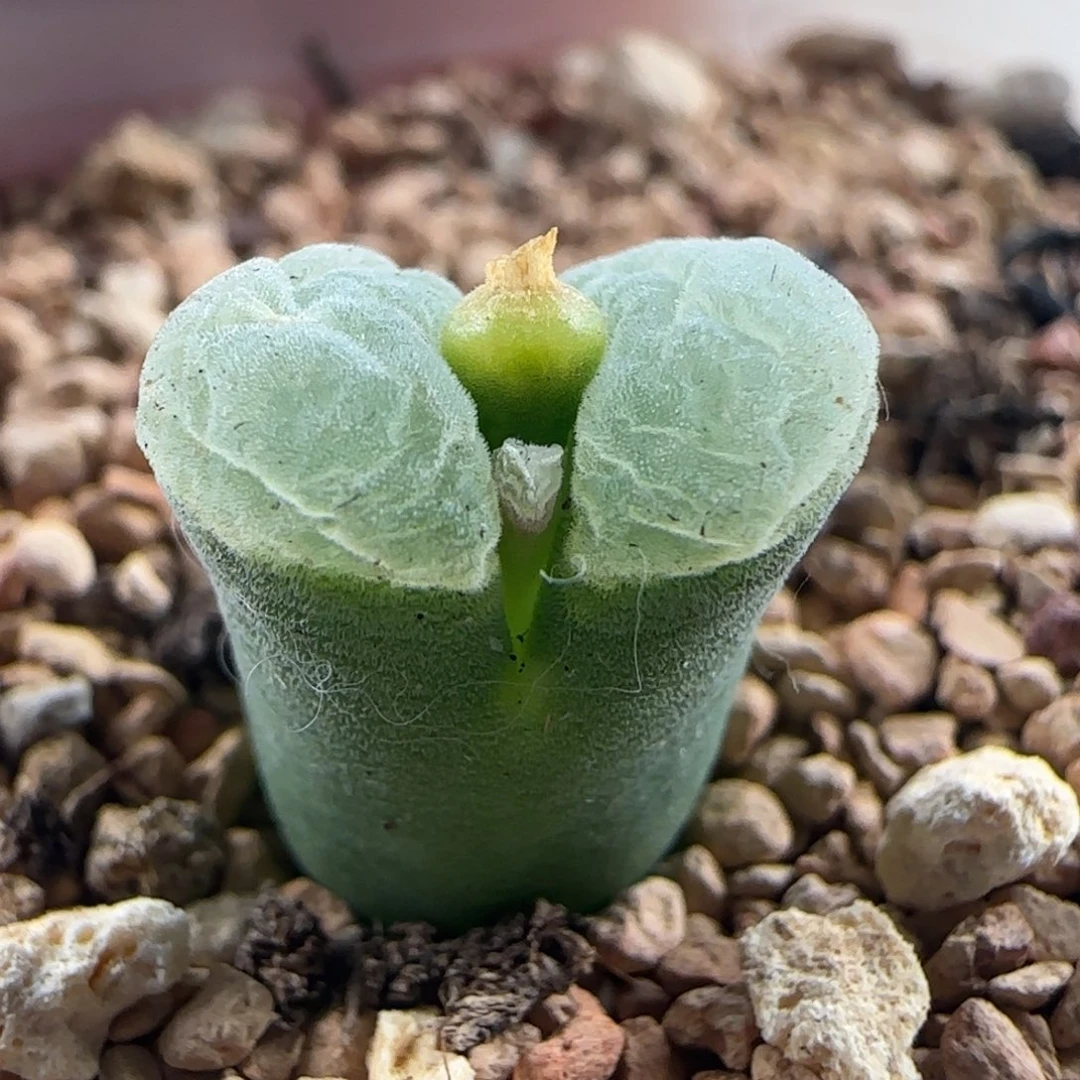 0591/天鹅绒极窗/