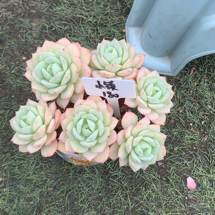 恋曲朵朵老桩寄养