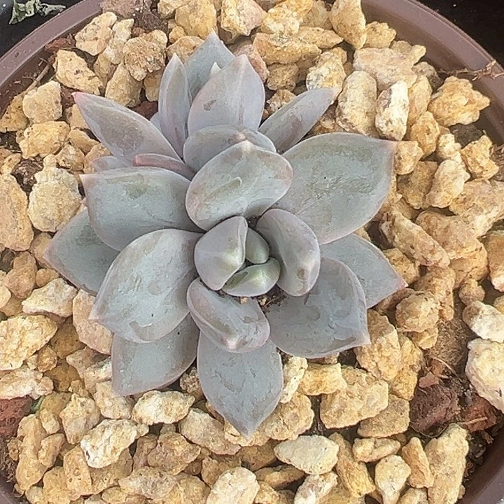 邀月美人特价多肉