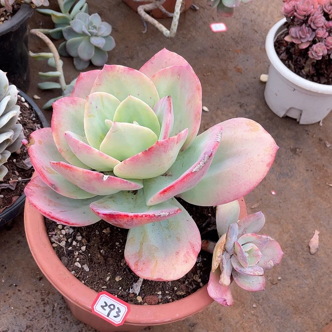 293凤 一物一拍多肉