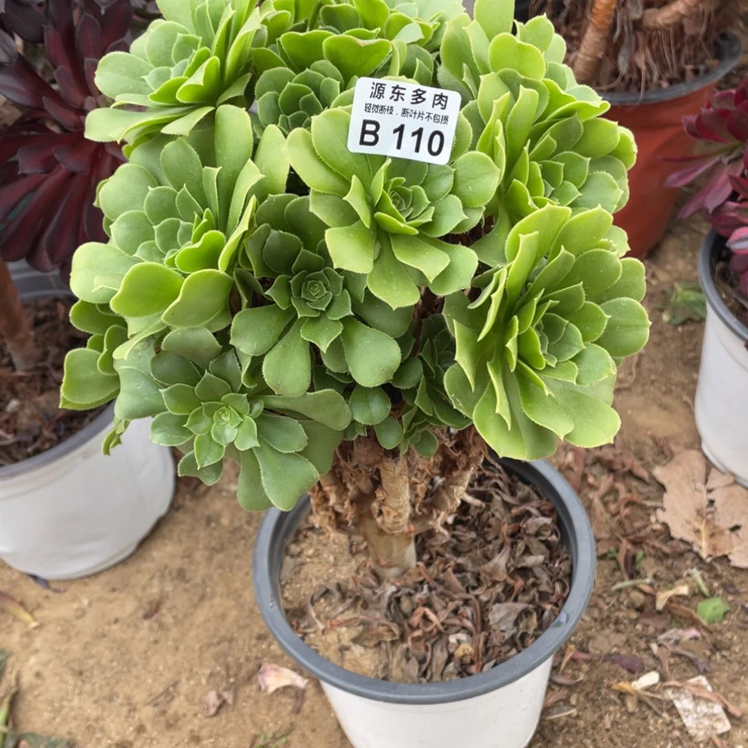 110绿杨蓉多肉法师断枝不包