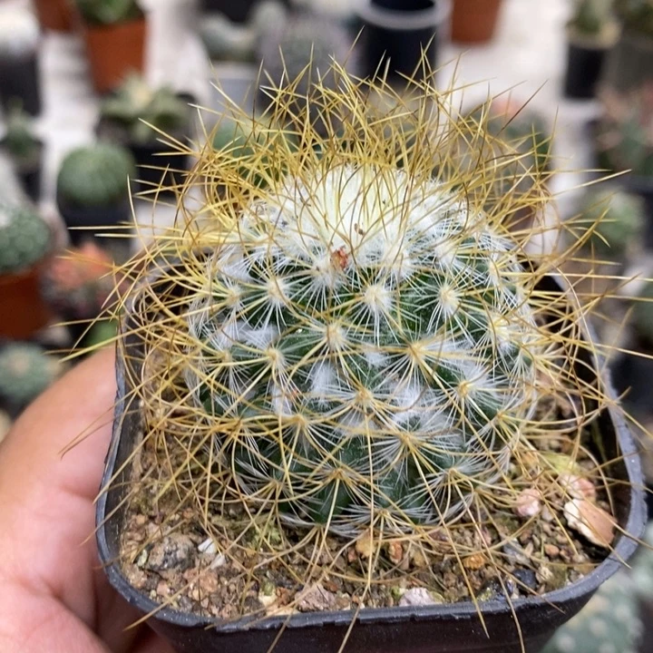 狂刺海泉特价福利包邮4