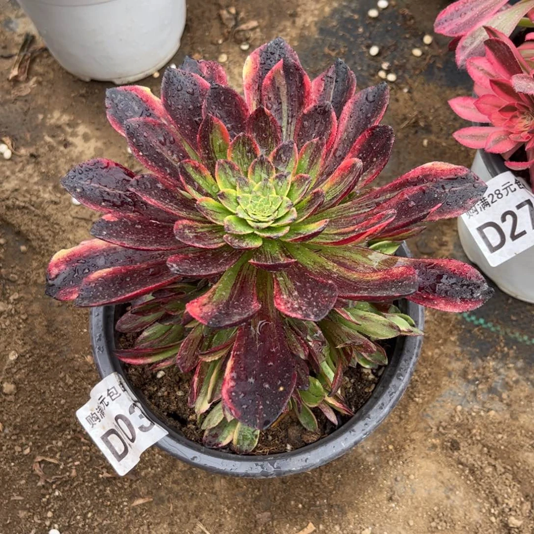 203多肉植物莫兰迪