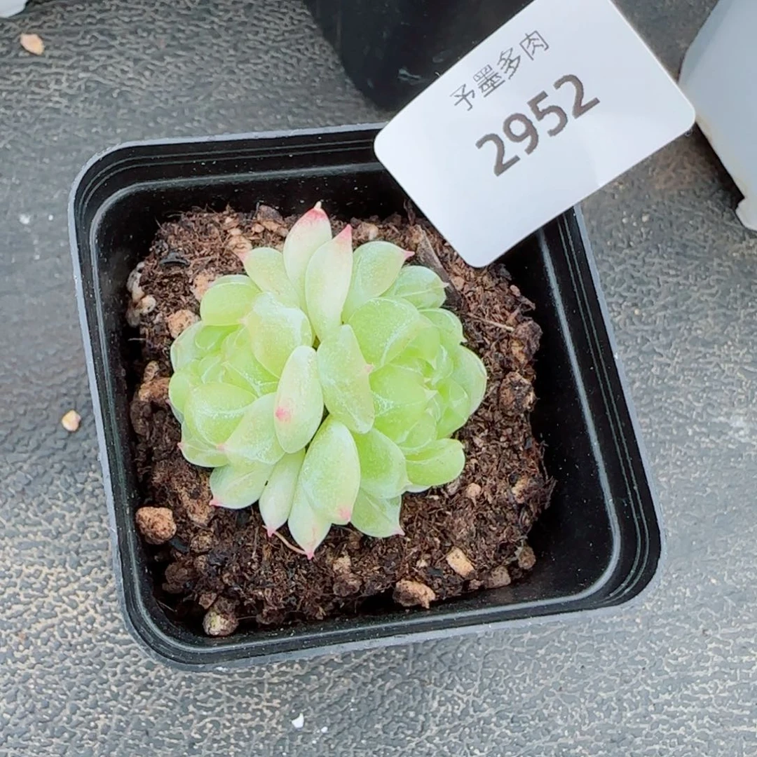 泼天富贵，2952多肉植物