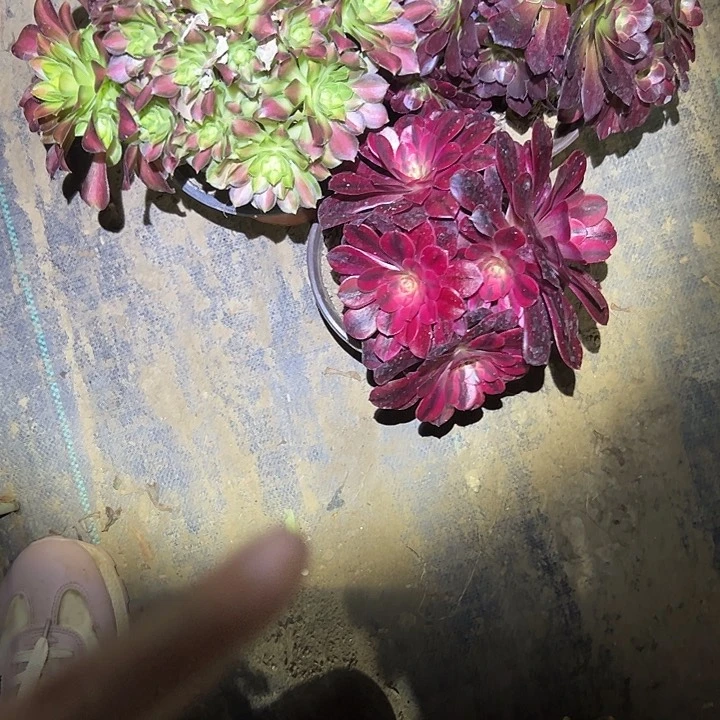 法师链接一物一拍35