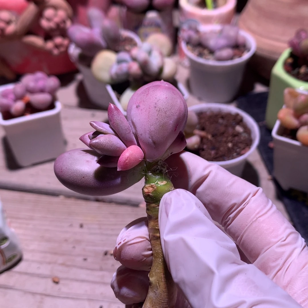 小屁桃奶酪多肉小屁桃