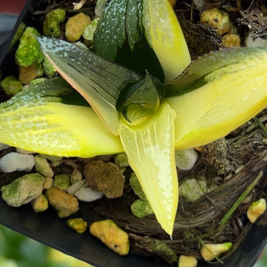 21茜云寿锦。。。。。。。。