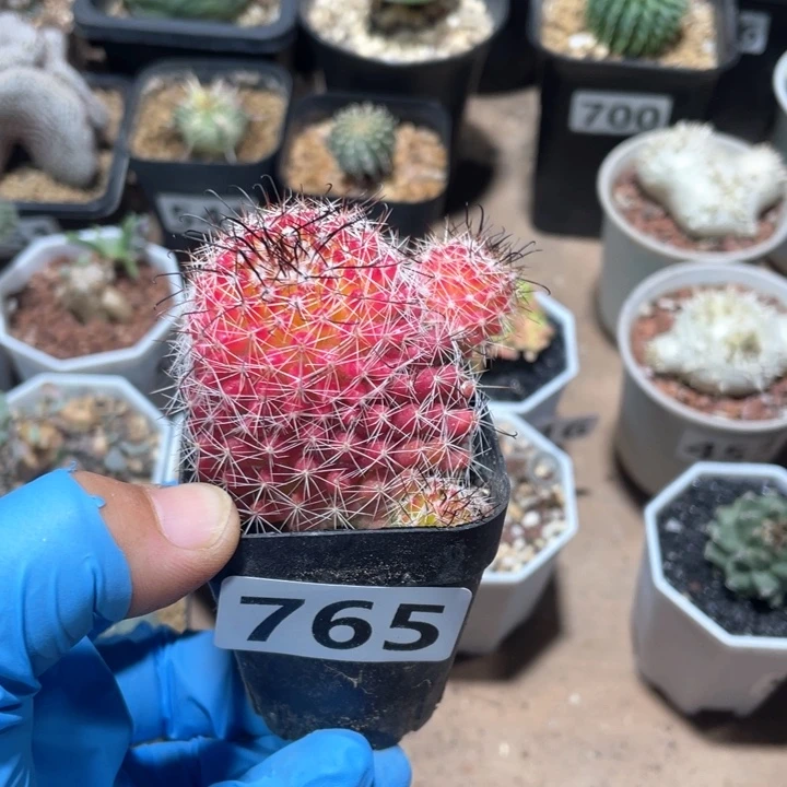 765红娜丸仙人球