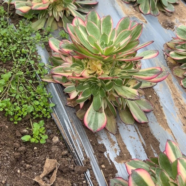 量拍一颗黑魔锦断枝不包