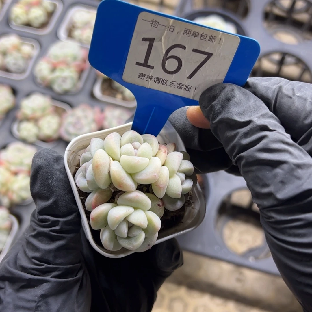 红陶P***?167号多肉植物