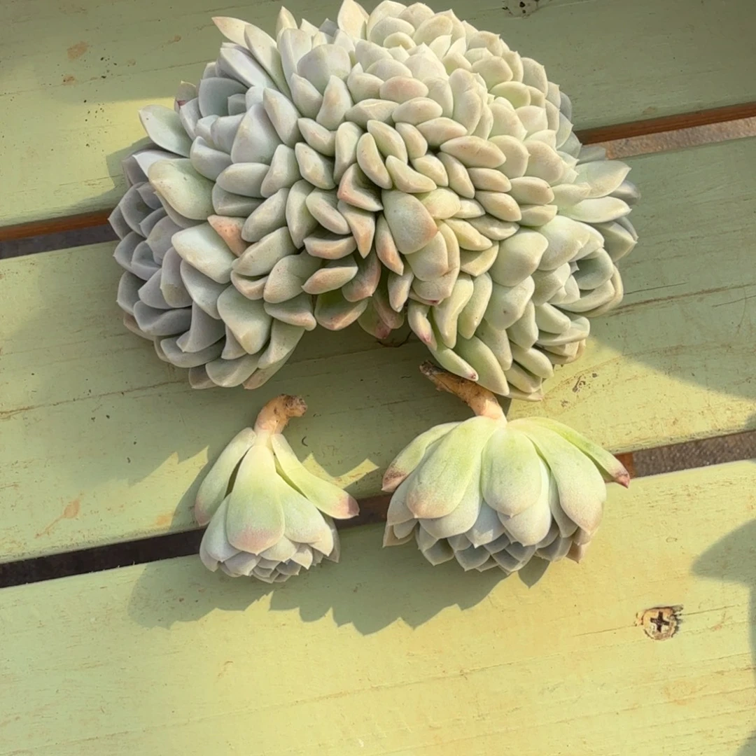 *****冰玉杂缀。锦上园艺一物一拍