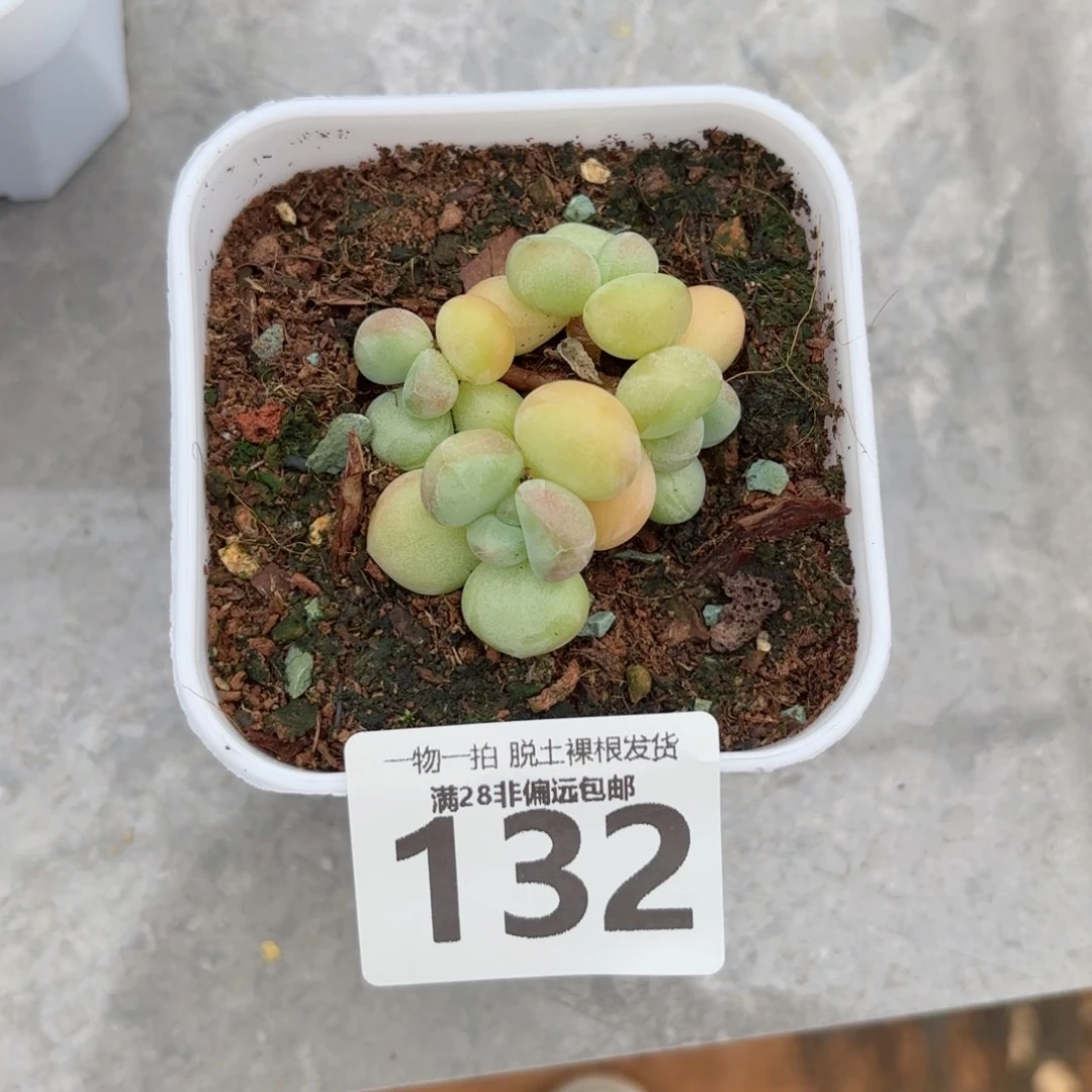 萤火虫奶老桩无盆土发货