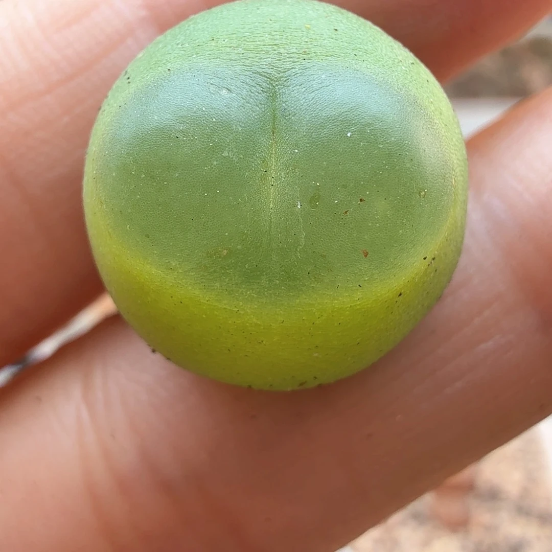 1.19.106/1.4厘米紫皮拉登